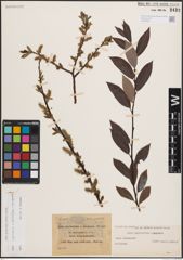 Foto von Salix nigricans Sm. x Salix phylicifolia L. x Salix purpurea L.